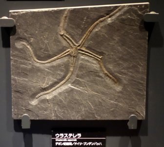 Urasterella asperula - National Museum of Nature and Science, Tokyo - DSC07711