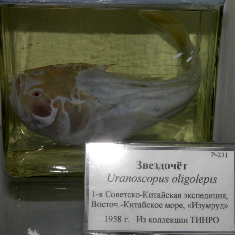 Uranoscopus oligolepis