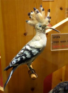 Upupa epops - Museo Civico di Storia Naturale Giacomo Doria - Genoa, Italy - DSC03134
