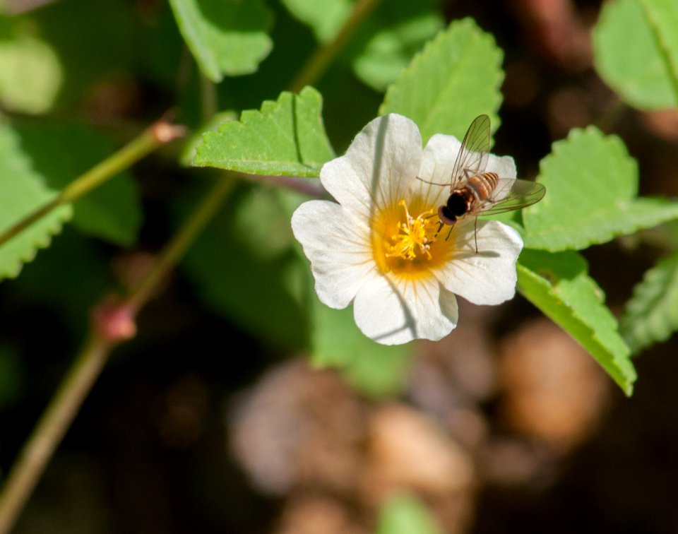 Unknown Flower and insect