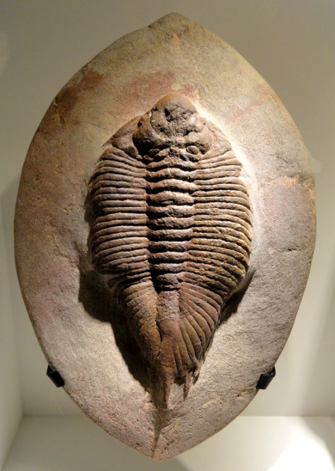 Uralichas hispanicus tardus, Late Ordovician, Izegguirene Formation, Bou Nemrou (El Kaid Errami), Morocco - Houston Museum of Natural Science - DSC01553