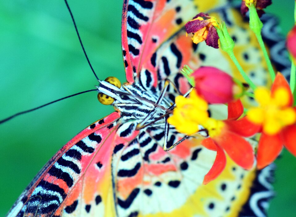 Tropical insect nature