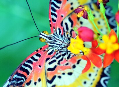 Tropical insect nature