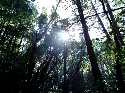 Upwards view of trees at Castle Rock State Park photo