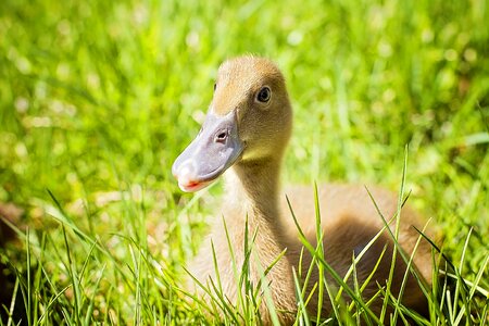 Laying bird grass