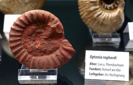 Uptonia reghardi - Naturhistorisches Museum, Braunschweig, Germany - DSC05120
