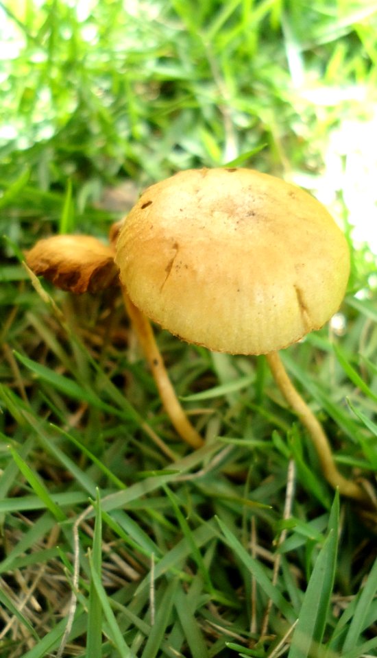 Unknown Fungi 3