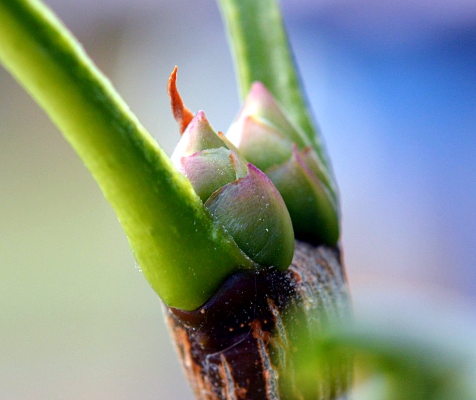 Unknown plant 2015-07-31 12-22-45