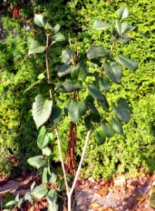 Unknown plant 2013-11-15 11-24-43