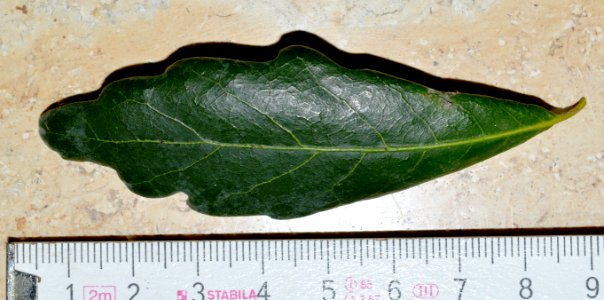 Unknown plant 2015-12-15 20-11-28