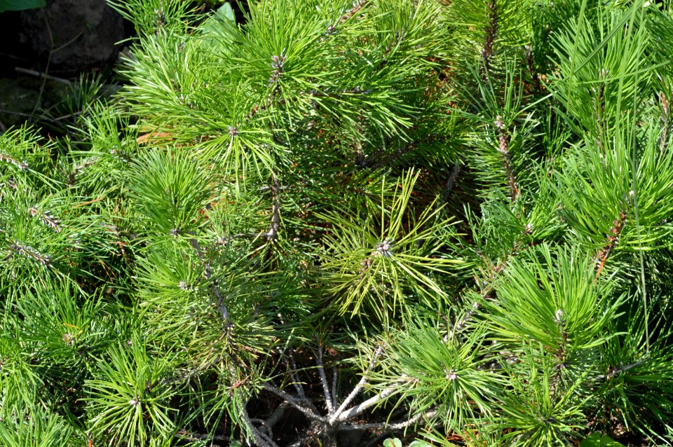 Unknown plant 2015-09-18 13-26-07