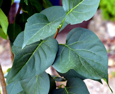 Unknown plant 2015-07-31 12-22-55
