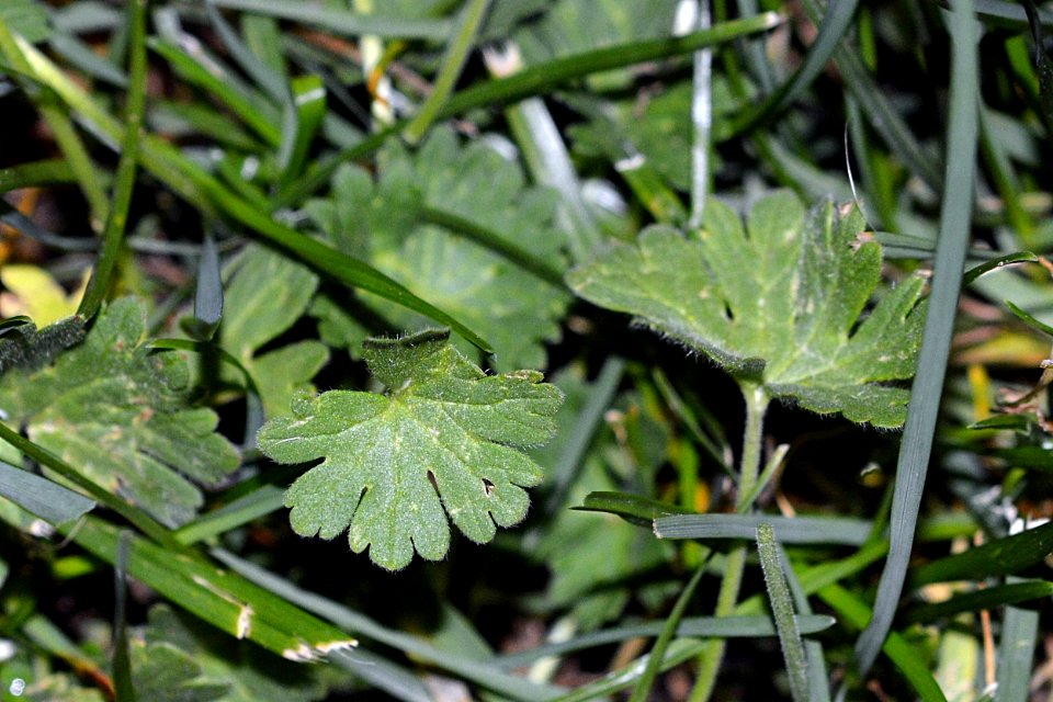 Unknown plant 2015-09-20 21-07-15