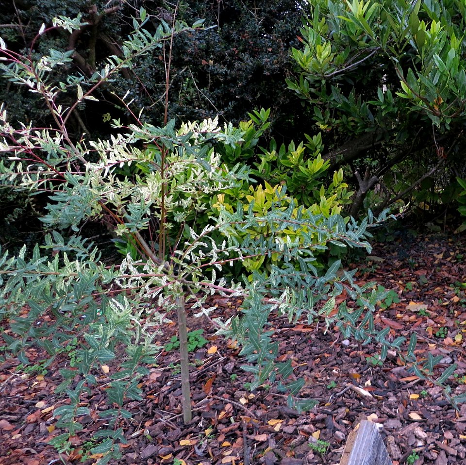 Unknown plant 2013-11-23 15-45-20