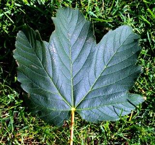 Unknown plant 2015-09-18 13-24-49
