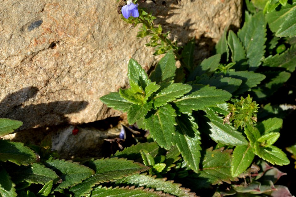 Unknown plant 2015-11-28 13-43-36