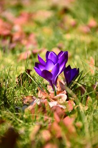 Bloom purple nature