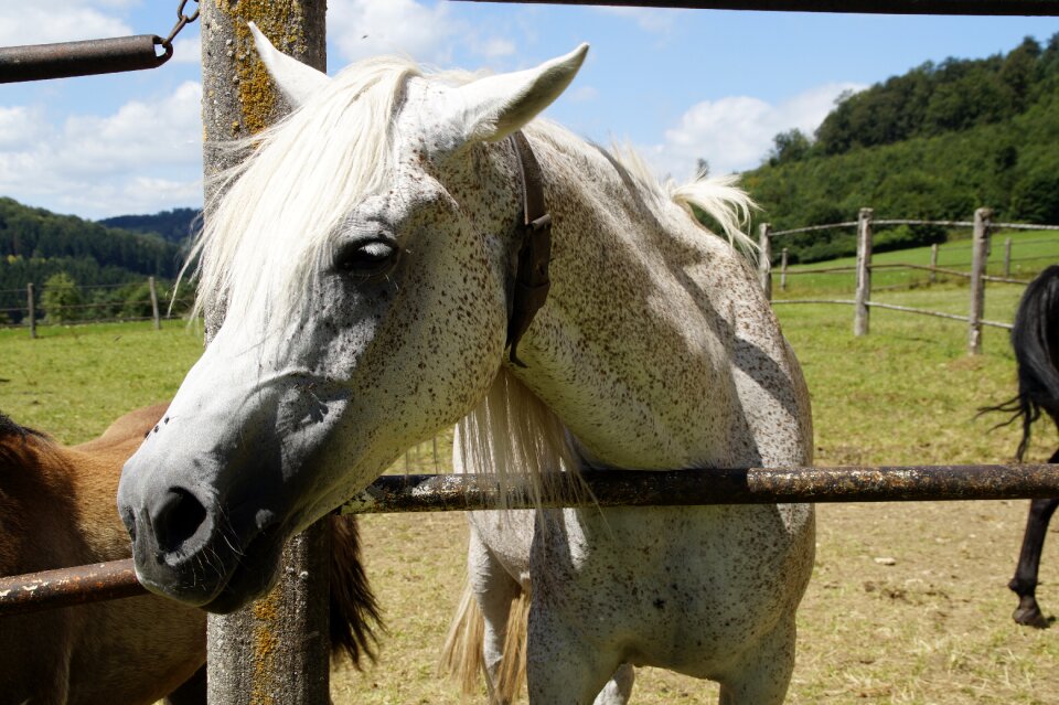 Horse thoroughbred arabian pasture