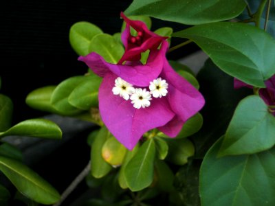 Unknown-purple-flower-1 photo