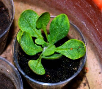 Unknown plant 2015-08-14 21-12-34