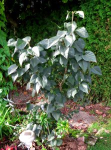 Unknown plant 2014-10-15 14-19-38