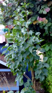 Unknown plant 2015-07-31 12-23-07