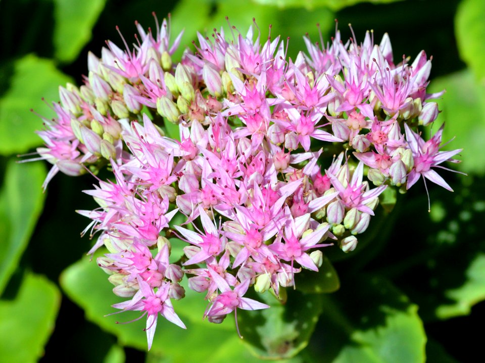 Unknown plant 2015-09-18 13-26-57