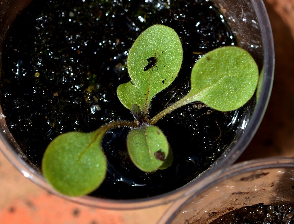 Unknown plant 2015-07-31 12-12-59