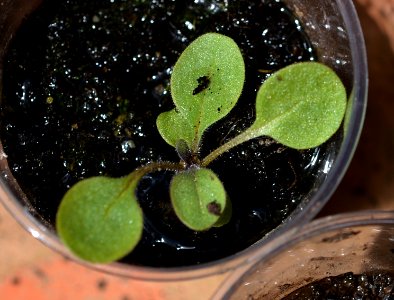 Unknown plant 2015-07-31 12-12-59