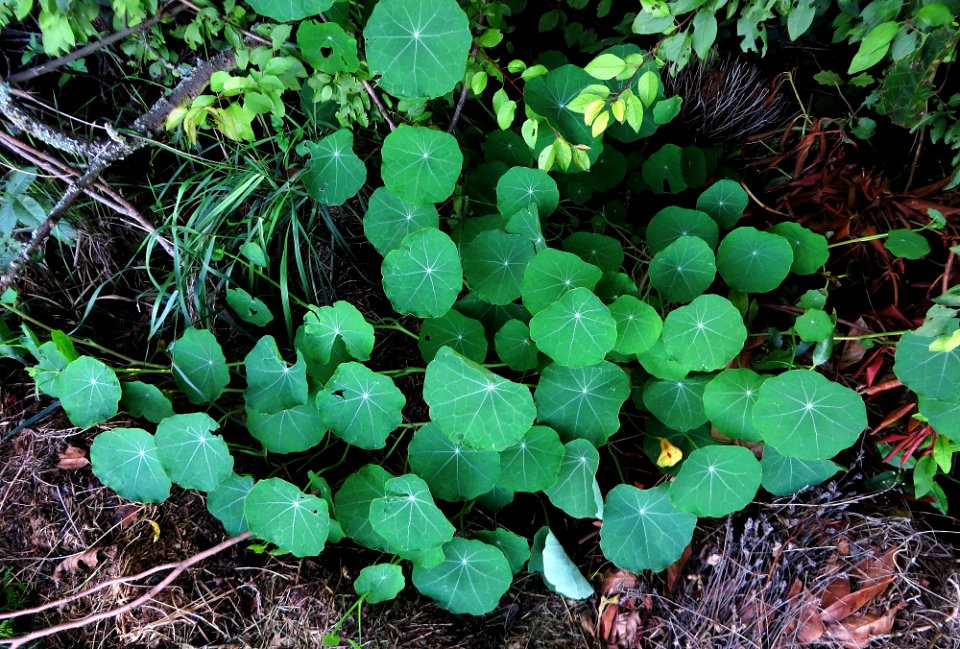 Unknown plant 2014-08-27 18-37-14