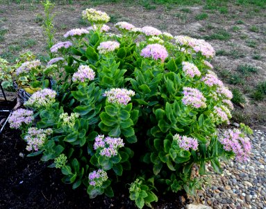 Unknown plant 2015-09-10 18-58-09