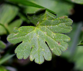 Unknown plant 2015-09-20 21-07-31