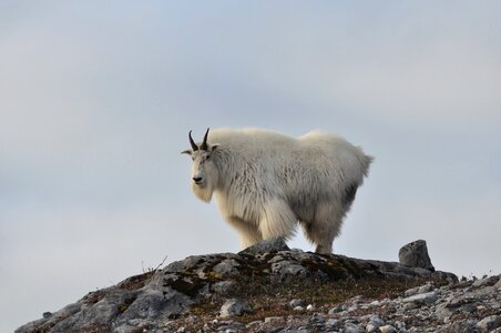 Wildlife landscape portrait photo