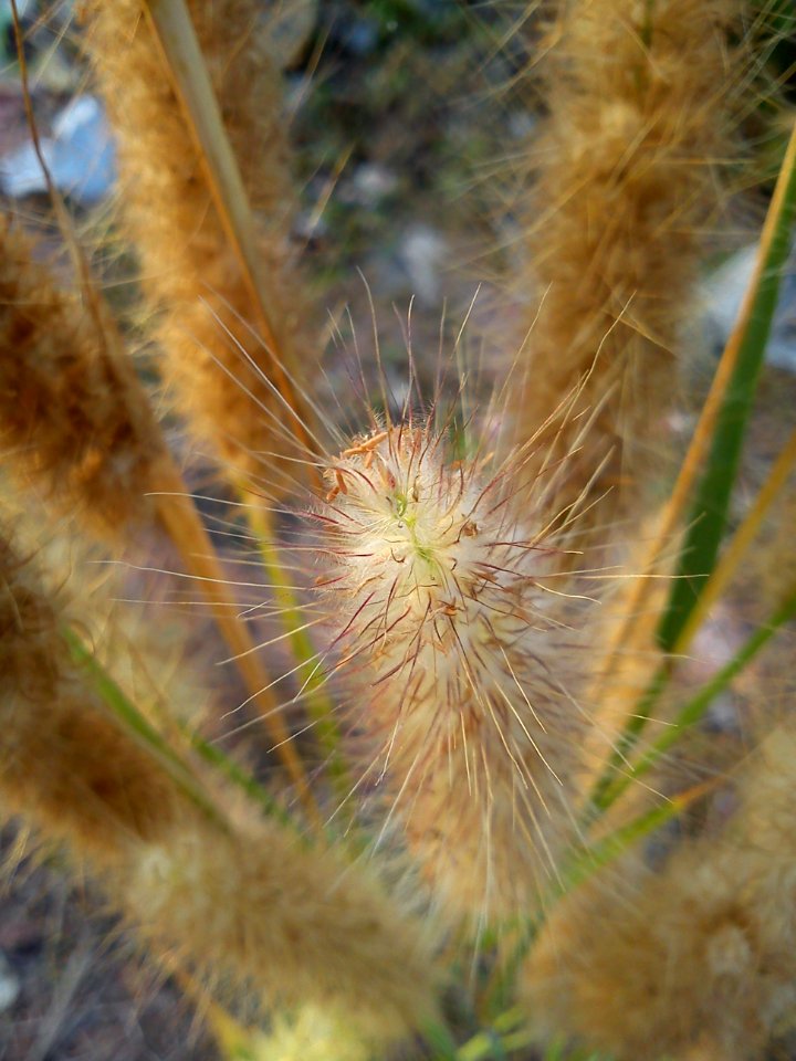 Unknown-Flower-NeedToRename-3