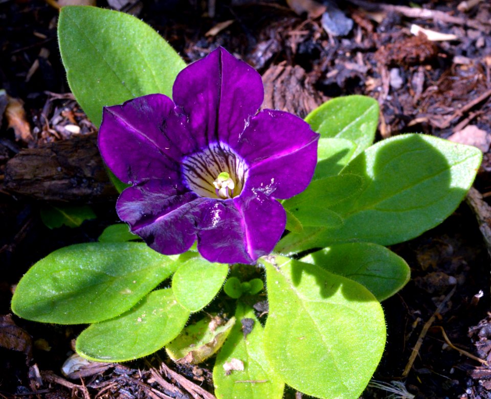Unknown plant 2015-09-18 13-25-49