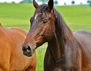 Stallion eat paddock