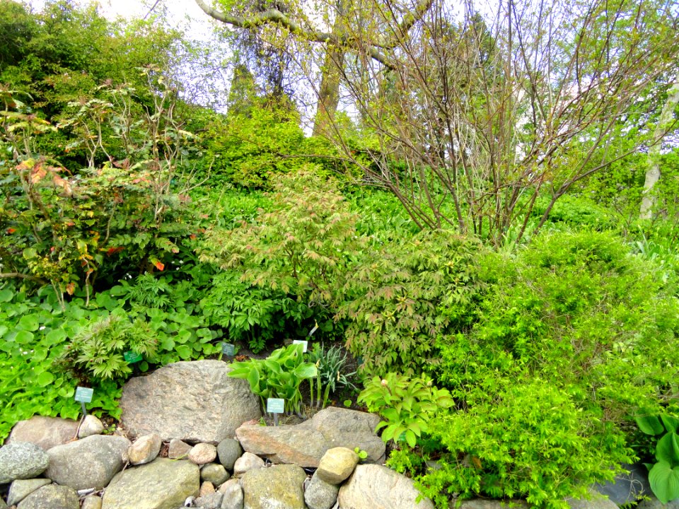 University of Copenhagen Botanical Garden - DSC07523