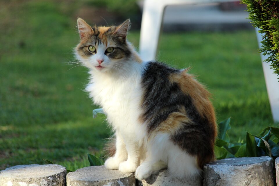 Pets animal domestic feline