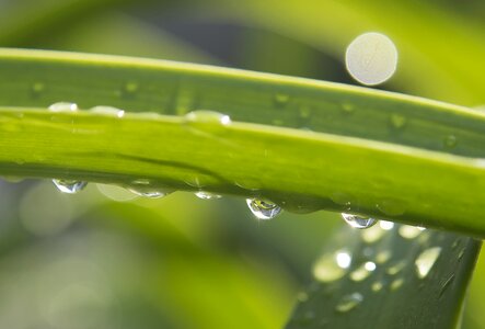 Leaf drops of rain beaded