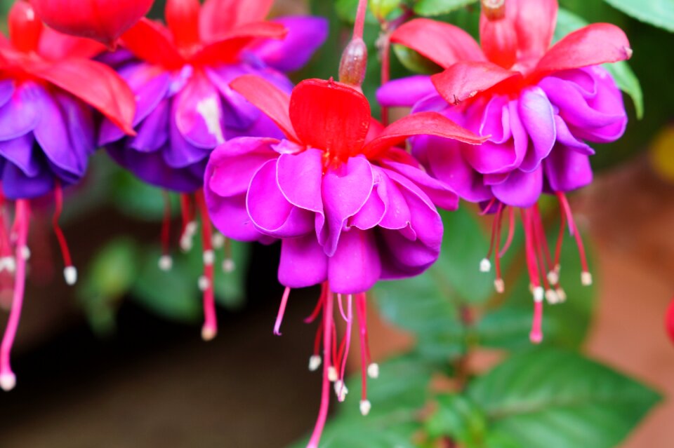 Stamen nature bloom