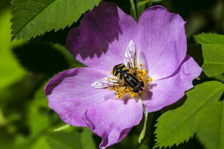 Insect wildlife nature