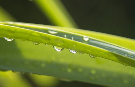 Leaf drops of rain beaded