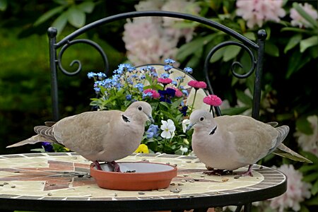 Couple bird foraging
