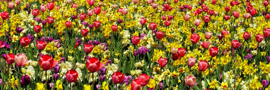 Garden tulips daffodils photo