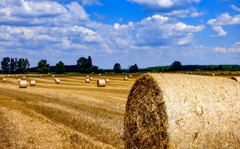 Straw bales harvest agriculture