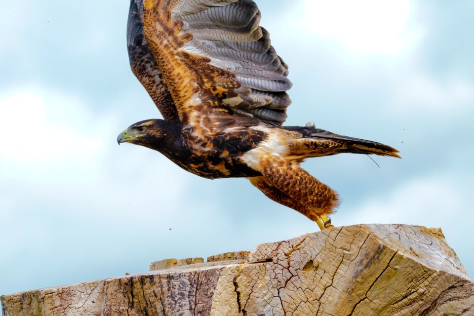 Bird wildlife predator