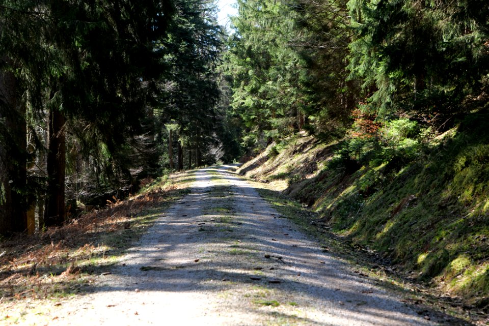 Untere Birkenaustraße 2020-03-15 04