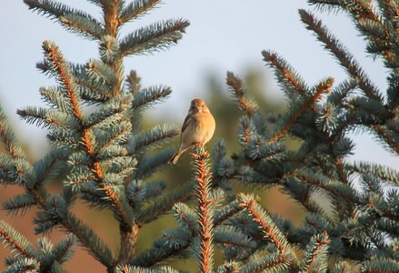 Nature plumage blue spruce photo