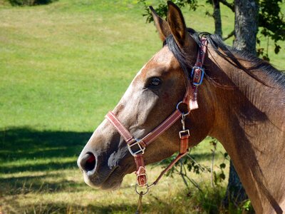 Head breeding horses halter