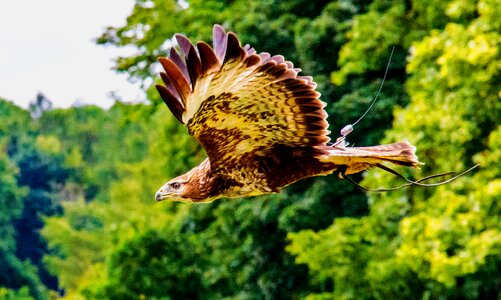 Prey eagle feathers